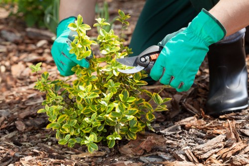Garden clearance team removing overgrown vegetation in a backland plot